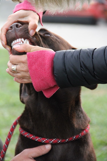 Foto Formwertbeurteilung
